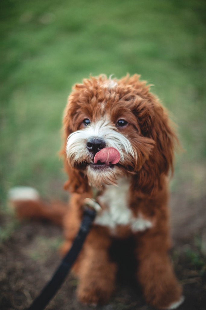 roberto-nickson-803896-unsplash roberto-nickson-803896-unsplash